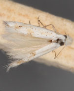 Bucculatrix micropunctata