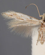 Bucculatrix benenotata