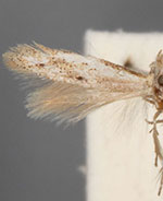 Bucculatrix benenotata
