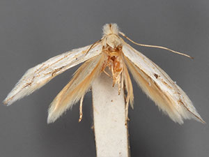 Bucculatrix needhami