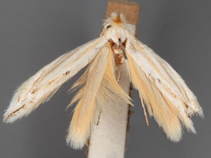Bucculatrix needhami