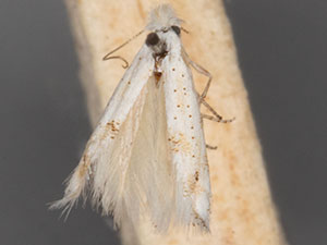 Bucculatrix micropunctata