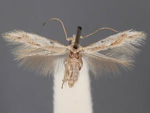 Bucculatrix benenotata