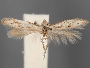 Bucculatrix benenotata