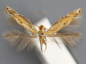 Bucculatrix carolinae