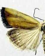 Ponometia parvula