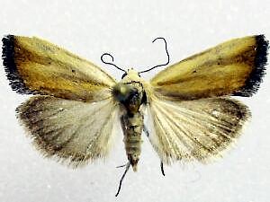 Ponometia parvula