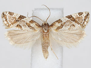 Aethes sexdentata