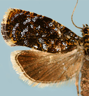 Olethreutes albiciliana