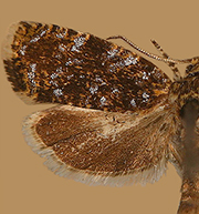 Olethreutes albiciliana