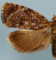 Celypha chalybeana