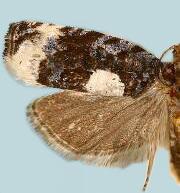 Olethreutes devotana