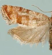 Rhyacionia blanchardi