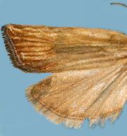 Eucosma radiatana