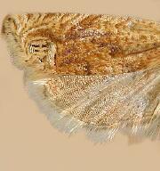 Eucosma ochrocephala