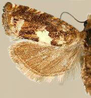 Eucosma parmatana