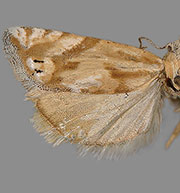 Eucosma implicata