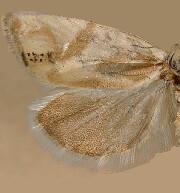 Eucosma infimbriana