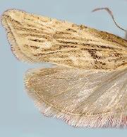 Eucosma montanana