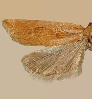 Eucosma benjamini