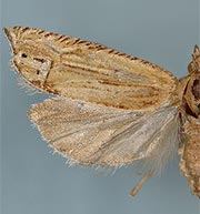 Eucosma grindeliana