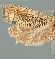 Eucosma argutipunctana