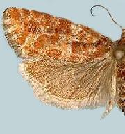 Eucopina cocana