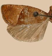 Pelochrista juncticiliana