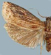 Eucosma rustica