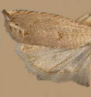 Epiblema praesumptiosa