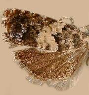 Epinotia heucherana