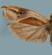 Ancylis definitivana