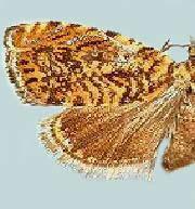 Dichrorampha leopardana