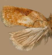 Acleris comandrana