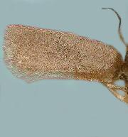 Acleris minuta