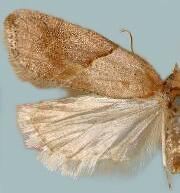 Acleris maccana