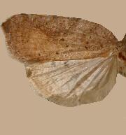 Acleris effractana