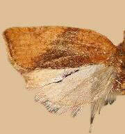 Argyrotaenia franciscana