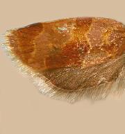 Clepsis listerana