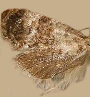 Cochylichroa hoffmanana