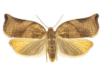 Archips podana