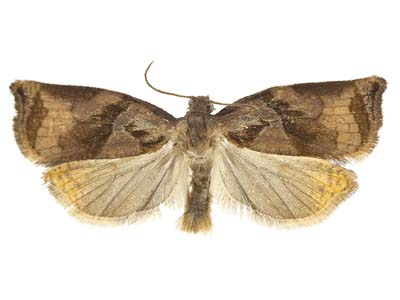 Archips podana