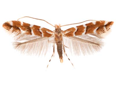 Cameraria ohridella