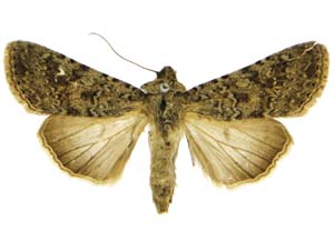 Copitarsia decolora