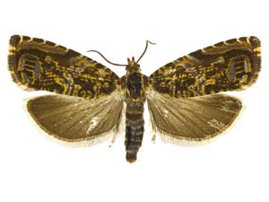 Enarmonia formosana