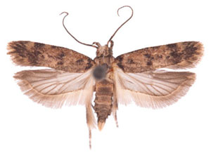 Pectinophora scutigera