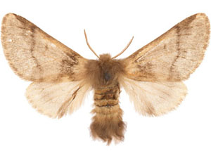 Thaumetopoea processionaea