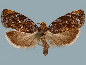 Olethreutes auricapitana