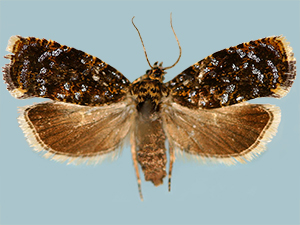 Olethreutes albiciliana