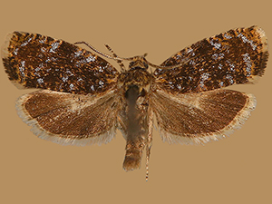 Olethreutes albiciliana